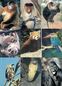 SAN DIEGO ZOO 1993 CARDZ COMPLETE BASE CARD SET OF 110 CH  - Picture 1 of 6