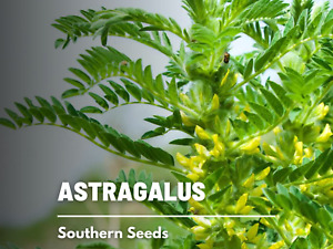 Astragalus (Huang Qi) -  Heirloom Seeds - Rare Medicinal Herb 