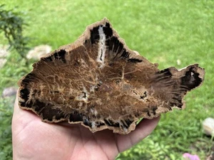 Javelinoxylon Petrified Wood Brewster County, Texas - Picture 1 of 12