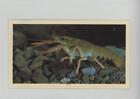 1987 Grandee Britain's Nocturnal Wildlife Crayfish #30 0f3j