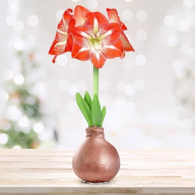 Garden State Bulb Minerva Waxed Amaryllis Flower Bulb, 30/32cm Rose Gold Wax - Image 1 of 4