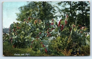 Postal de cactus y frutas c1906 - Imagen 1 de 2