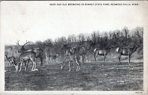Deer Elk Ramsey State Park Redwood Falls Minnesota Postcard Posted - Picture 1 of 2