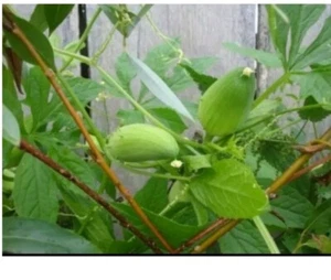 Samen Inka-Gurke Cyclanthera Pedata Hörnchen Gurke 20 Samen - Bild 1 von 2