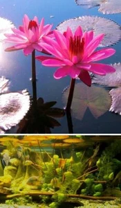 Seerosen rosa Samen schnellwachsende Aquariumpflanzen gegen Algen im Aquarium - Bild 1 von 1