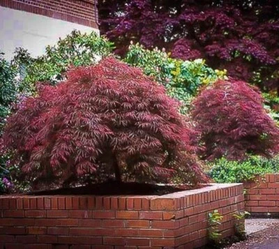 Red Dragon Laceleaf Weeping Japanese Maple Tree - Live Plant - ( 2.5 QT ) - Image 1 of 4