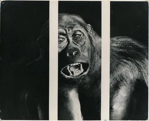 Photomontage Gorille c. 1950 - GF 654 - Picture 1 of 2