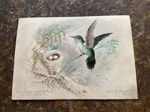 1800s Lord & Taylor, New York Vervain Humming Bird Trade Card - Foto 1 di 2