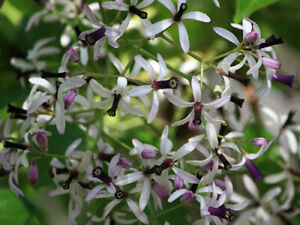 Melia Azedarach Shade Tree 10 Seeds Persian Lilac Fragrant Ornamental Garden