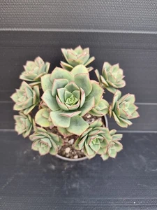 Aeonium "Floresense" ***(((Lovely Big Multi Headed Plant )))*** - Picture 1 of 3