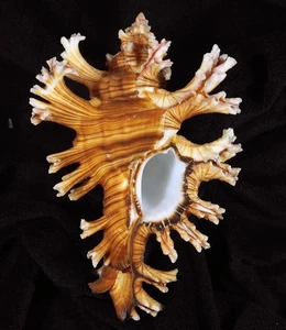 MUREX PALMAROSAE SEYCHELLES TOP - Picture 1 of 2