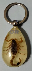 Scorpion Encased Acrylic Keychain Glows in the Dark OR Souvenir Zodiac Sign - Picture 1 of 5