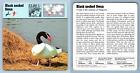 Black-Necked Swan - Birds -1970's Rencontre Safari Wildlife Card