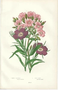 Stampa antica FIORI SAPONARIA GITTAIONE botanica Anne Pratt 1899 Antique print - Foto 1 di 1