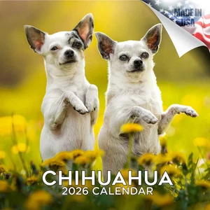 Chihuahua Wall Calendar 2026 Animal DOG PET Lover Gift - Picture 1 of 2