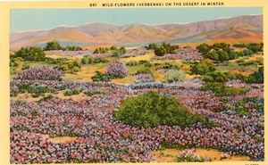Flores silvestres (verbenas) en el desierto en invierno, 1932, UNP, EN MUY BUENA CONDICIÓN -- POSTAL - Imagen 1 de 2
