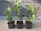 Arbutus unedo - westl. Erdbeerbaum - winterharte Pflanze 30-50cm essbare Früchte