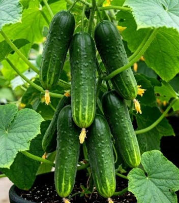 10 Straight Eight Cucumber Seeds - Heirloom from 1935 - Image 1 of 4
