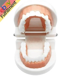 Adult Dental Standard Teaching Educational Typodont Demonstration Teeth Model - Picture 1 of 11
