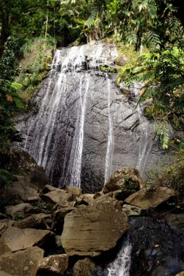 Yunque Rain Forest Waterfall And Streamside Impatie Wall Art Home - POSTER 20x30 - Image 1 of 3