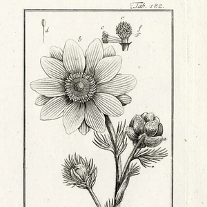 Scarce 1796 ZORN ICONES PLANTARUM Botanical Engraving Pl. 182 ADONIS VERNALIS - Picture 1 of 6