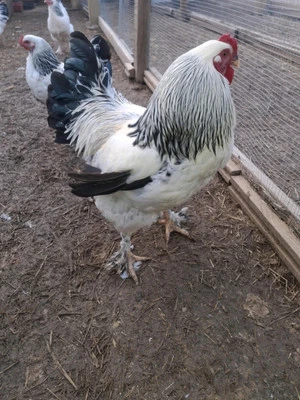 6 Fertile Chicken Hatching Eggs Beautiful Assorted Pure Breed Mix NPIP Cert Rare