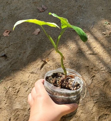 Syngonium ""Mojito"": follaje de mármol verde y crema, planta gráfica y... - Imagen 1 de 2
