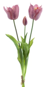 Künstliche offene Tulpen 48cm Open Tulpenbündel mit 2 Tulpen und 1 Knospe Lila - Bild 1 von 2