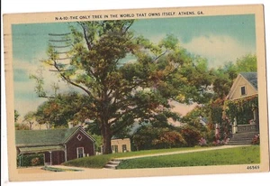 ONLY TREE In The World THAT OWNS ITSELF Athens Georgia GA Postcard Linen 1950 - Picture 1 of 2