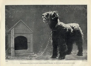 UNGARISCHER PULI ALTER ORIGINAL HUNDEABDRUCK VON 1934 - Bild 1 von 1