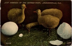 c1907 Just Arrived at the Ostrich Farm, Jacksonville FL, ostrich chicks, antique - Picture 1 of 2