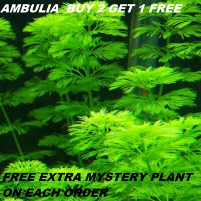 Ambulia Limnophila Indica plants Fresh Live Aquarium Plants BUY2GET1FREE - Image 1 of 3