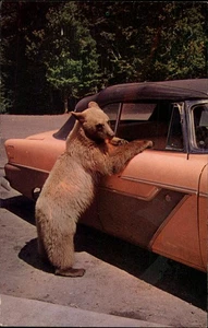 Postcard Glacier Gertie One Bear Welcoming Committee, Old Car - Picture 1 of 2