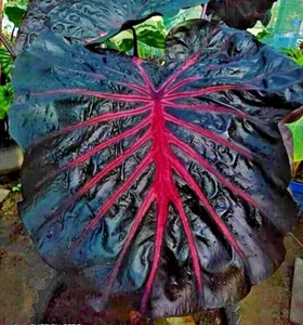 Colocasai Secreto Especie Esculenta Nuevo HB Oreja de Elefante Free Phyto Cert - Imagen 1 de 8