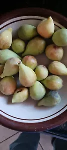25 Fig Tree Cuttings Italian Green Easy Rooting Please Read! - Picture 1 of 17