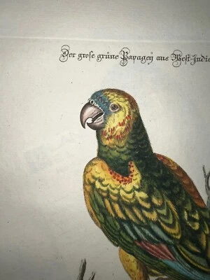 Grabado antiguo pl. 57 Edwards Seligmann C1756 Pájaros Color Mano Loro Foto 1 de 2