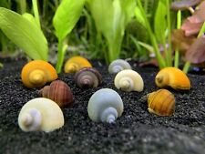 MYSTERY SNAILS X10 FAST SHIPPING FREE SHIPPING MIXED COLORS 10 Total Per Order