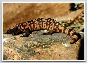 Postal Monstruo de Gila Heloderma sospechosum Lagarto Venenoso - Ken Christensen 1990 - Imagen 1 de 2