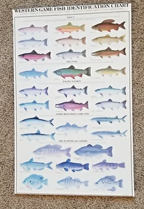 RON PITTARD 1982 WESTERN GAME FISH IDENTIFICATION CHART POSTER~24"x36" - Picture 1 of 2