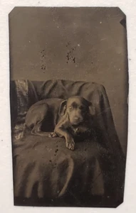 Antique 1860s Ferrotype (Tintype) Pit Bull Terrier/Labrador Puppy Dog Photo - Picture 1 of 3