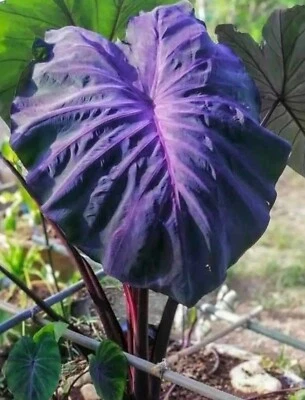 AUTHENTIC Colocasia  Black Angel 1 bulbs - Image 1 of 2