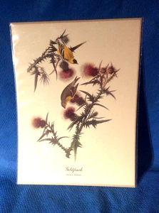 Audubon Bird Goldfinch Print 9x12 Loc F - Imagen 1 de 5