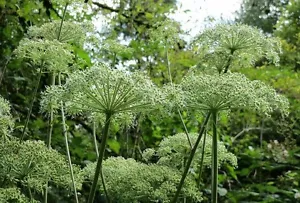 ☺70 graines d angélique. angelica archangelica - Foto 1 di 1