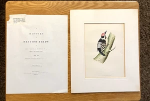 Antik 1853 MORRIS handkoloriert KLEINER GEFLECKTER SPECHT Buch Gravur Druck - Bild 1 von 2