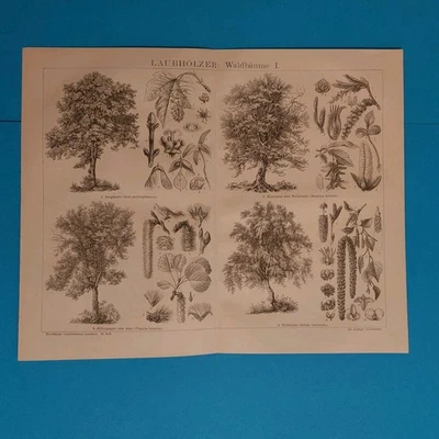 3 x Orig.(1885) Holzstich  Waldbäume  - Bild 1 von 4