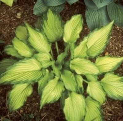 hosta EMEREALD RUFF CUT small new disease-free 2.5" pot = 1 Live Potted Plant - Image 1 of 3