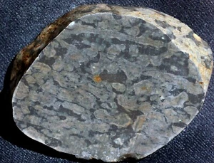 S-497 ~ 1,8 Unzen Platte Stromatolith Jaspis ~ Biwabik, Minnesota - Bild 1 von 4