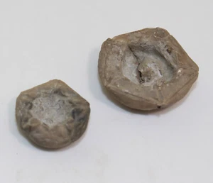 Crinoide, Erisocrinus typus, Karbon, Weeping Water, Nebraska, USA -b154 - Picture 1 of 9