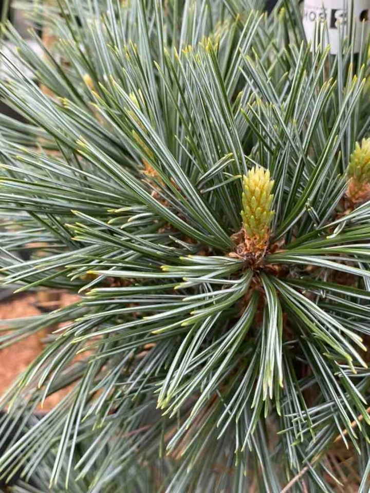 BOHLKEN BAUMSCHULEN Biegsame Kiefer 'Vanderwolf's Pyramid' | Pinus flexilis 'Vanderwolf's Pyramid'