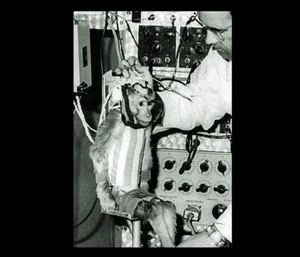 First Monkey in Space PHOTO Rhesus Monkey Albert II, 1st Primate Space Flight US - Picture 1 of 2